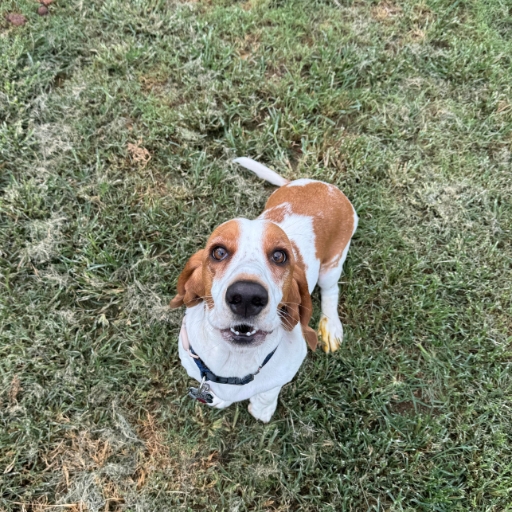 Happy Basset Hound playing on grass at dog daycare Auburn. Perfect place for pet fun and care.
