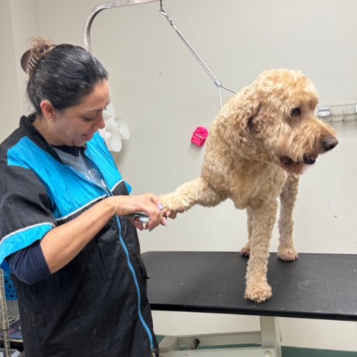 Dog grooming in Auburn: a professional trims a Labradoodle's paw on the grooming table.